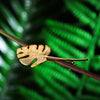 Monstera Petit - Handmade Brooch - MetalVoque