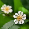 Dainty Daisy - Stud Earrings